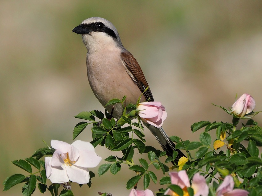 La Rosa dell''Averla piccola (Lanius collurio)